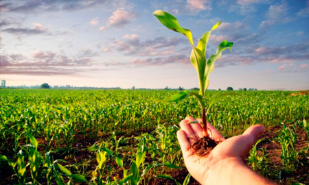 SEGUROS AGROPECUARIOS